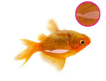 NT LABS Aquarium Swimbladder Treatment (treat fish buoyancy disease)